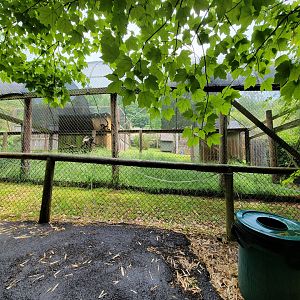 Creation Kingdom - White-bellied spider monkey