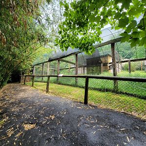 Creation Kingdom - White-bellied spider monkey