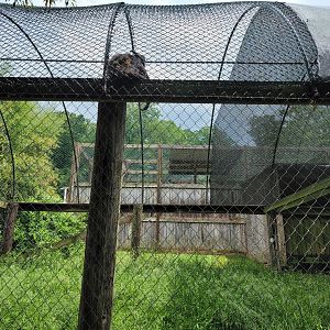 Creation Kingdom - White-bellied spider monkey