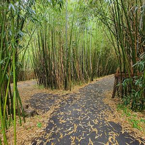 Creation Kingdom - Confusing paths