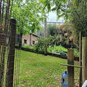 Creation Kingdom - Sloth bear