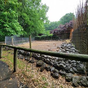 Creation Kingdom - Warthog, African crested porcupine