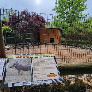 Creation Kingdom - Warthog, African crested porcupine