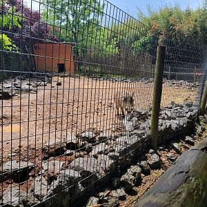 Creation Kingdom - Warthog, African crested porcupine