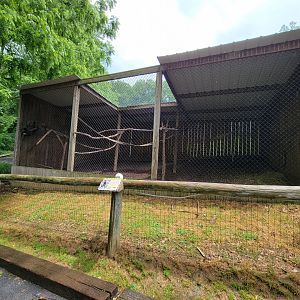 Creation Kingdom - Golden-bellied capuchin