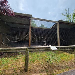 Creation Kingdom - White-throated capuchin