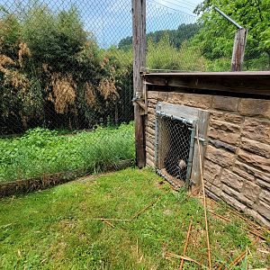 Creation Kingdom - Sloth bear