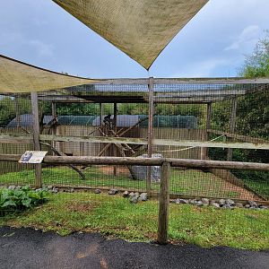 Creation Kingdom - White-crowned mangabey