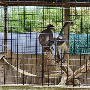 Creation Kingdom - White-crowned mangabey