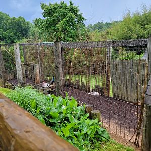 Creation Kingdom - Turkey & indian peafowl