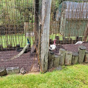 Creation Kingdom - Turkey & indian peafowl