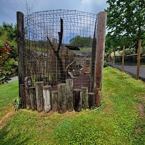 Creation Kingdom - Turkey & indian peafowl