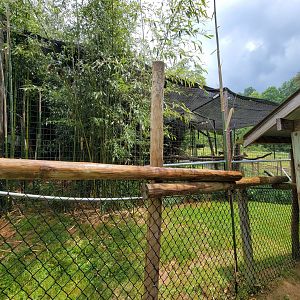 Creation Kingdom - Lar gibbon