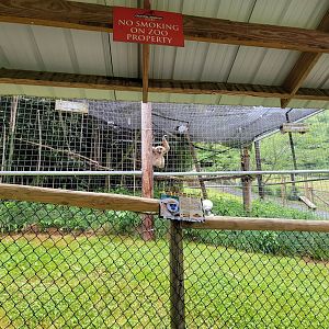 Creation Kingdom - Lar gibbon