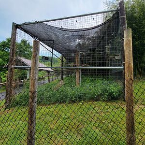 Creation Kingdom - Lar gibbon