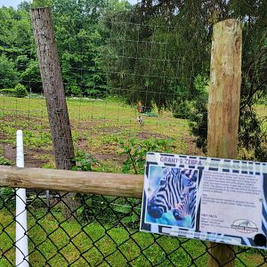 Creation Kingdom - Grant's zebra