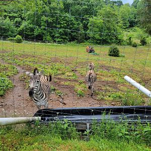 Creation Kingdom - Grant's zebra