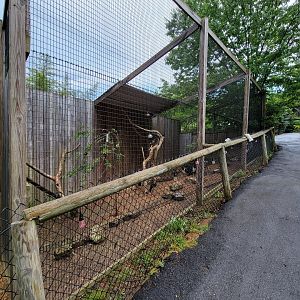 Creation Kingdom - Aviary