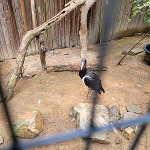 Creation Kingdom - Abdim's stork