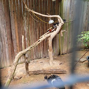 Creation Kingdom - Abdim's stork, golden pheasant