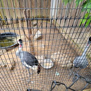Creation Kingdom - Grey crowned cranes