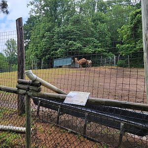 Creation Kingdom - Dromedary camels