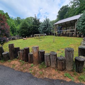 Creation Kingdom - Tortoises