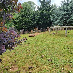 Creation Kingdom - Tortoises