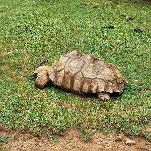 Creation Kingdom - Tortoises