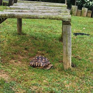 Creation Kingdom - Tortoises