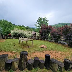 Creation Kingdom - Tortoises