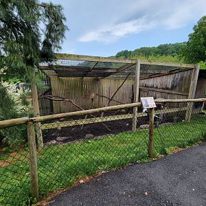 Creation Kingdom - South American coati, signed as mountain coati