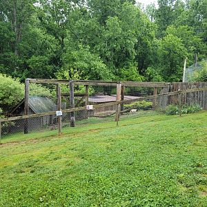 Creation Kingdom - Japanese macaque