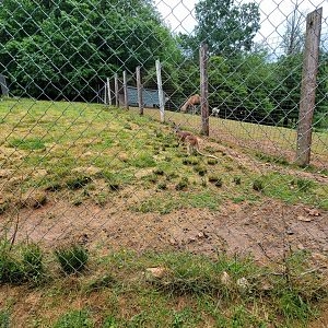 Creation Kingdom - Red kangaroo