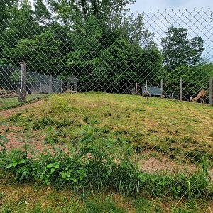 Creation Kingdom - Emu