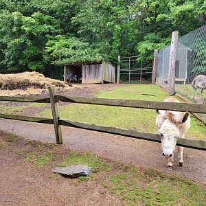 Creation Kingdom - Donkey