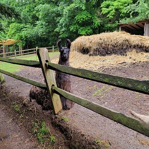 Creation Kingdom - Llama