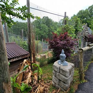 Creation Kingdom - Tiger (white)