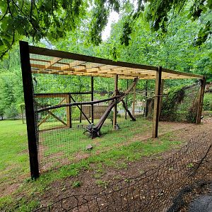 Creation Kingdom - Ring-tailed lemurs