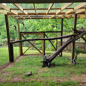 Creation Kingdom - Ring-tailed lemurs