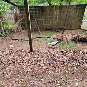 Creation Kingdom - Silver pheasant, hybrid pheasant