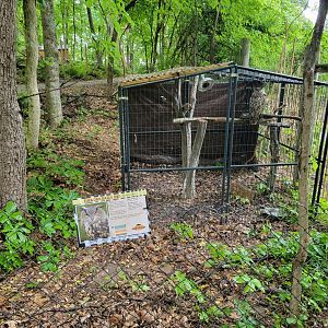 Creation Kingdom - Eurasian eagle-owl