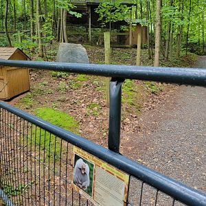 Creation Kingdom - Hamadryas baboon