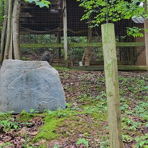 Creation Kingdom - Hamadryas baboon