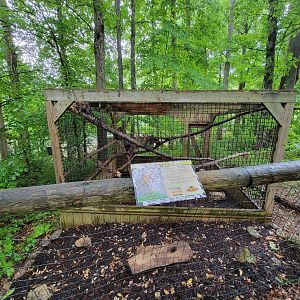 Creation Kingdom - South American coati, signed as red coati