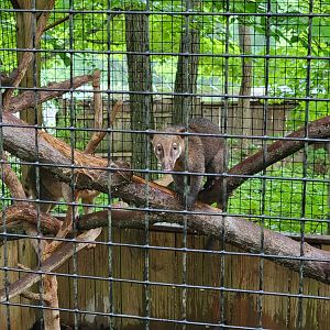 Creation Kingdom - South American coati, signed as red coati
