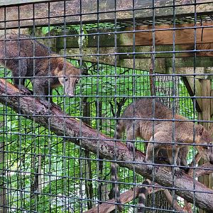 Creation Kingdom - South American coati, signed as red coati