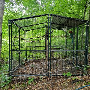 Creation Kingdom - Green-winged macaw