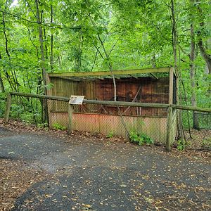 Creation Kingdom - Kinkajou