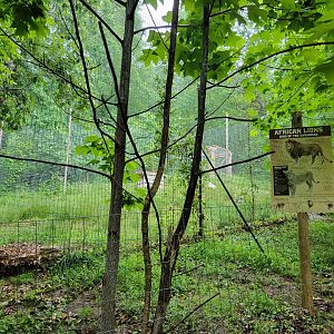 Creation Kingdom - Future lion exhibit